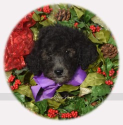 Perlita, a silver female Standard Poodle puppy