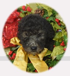 Yoda, a silver male Standard Poodle puppy for sale