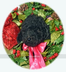 Patricia, a black female Standard Poodle puppy for sale