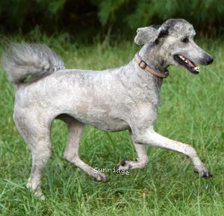 Pippi, a silver female Standard Poodle