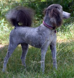 "Payton" Sunridge Unforgettable Midnight Dreamz, a silver female Standard Poodle