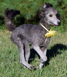 "Pria (Yvette)" Sunridge Midnight Piper, a silver female young adult Standard Poodle