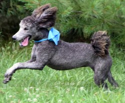 "Zita" Sunridge Knight's Dreamz of Silver, a silver female Standard Poodle for sale