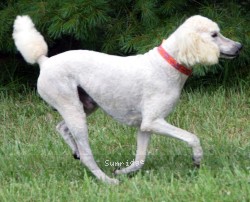 "Victor" Masdo's Victor, a white male Standard Poodle