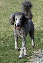 "Orianna" Sunridge Princess Of The Midnight Sky, a silver female Standard Poodle for sale