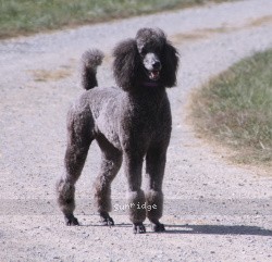 "Lyla" Sunridge Twilight Over Mount Bethel, a blue female Standard Poodle