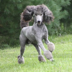 "Zeke" Sunridge Midnight Warrior Prince, a silver male Standard Poodle