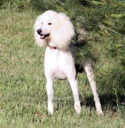 "Spencer" Sunridge Unforgettable Dreamz, a white male Standard Poodle