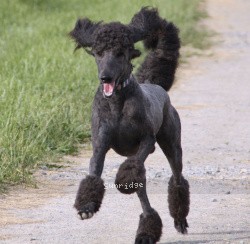 "Zeus" Sunridge Midnight Warrior, a blue male Standard Poodle