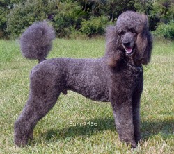 "Sid" Amandi's Midnight Blue, a blue male Standard Poodle