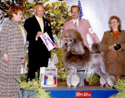 "Shadow" Comets Timber Ridge Moonshdw, Ch, a silver male Standard Poodle