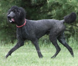 "Blue" Sunridge Midnight Blue, a blue male Standard Poodle for sale