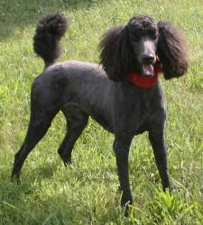 "Zia" Sunridge Princess of My Dreamz, a blue female Standard Poodle
