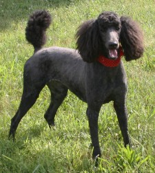 "Zia" Sunridge Princess of My Dreamz, a blue female Standard Poodle for sale