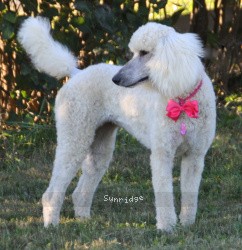 "Danni" Sunridge Princess in the Moonlight, a white female Standard Poodle