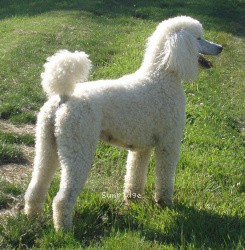 "Jewel" Amandi's Moonbeam, a white female Standard Poodle