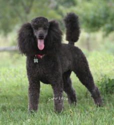 "Emma" Sunridge Untouchably Exquisite, a blue female Standard Poodle