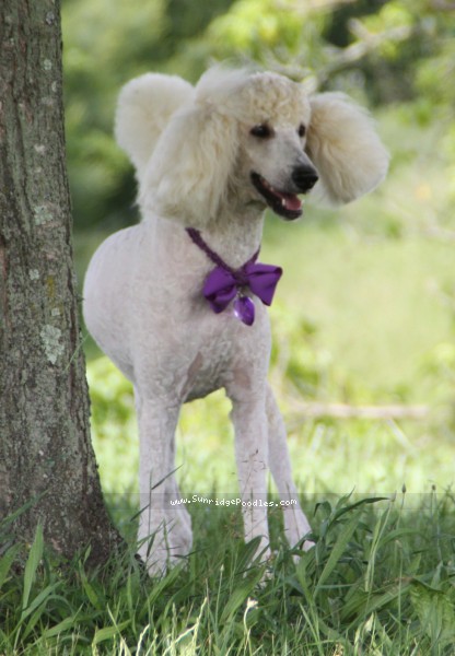 Photo of Kizi