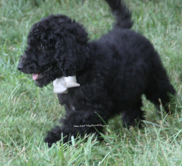 Photo of Hermes