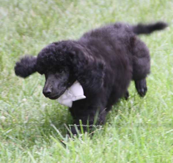 Photo of Hermes