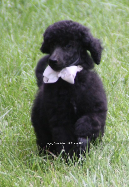 Photo of Hermes
