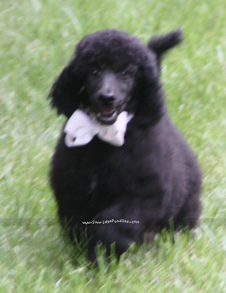 Photo of Hermes