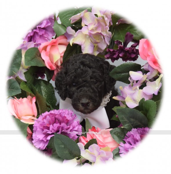 Photo of Maggie (Magnolia)