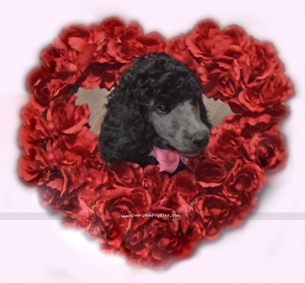 Photo of Darcy
