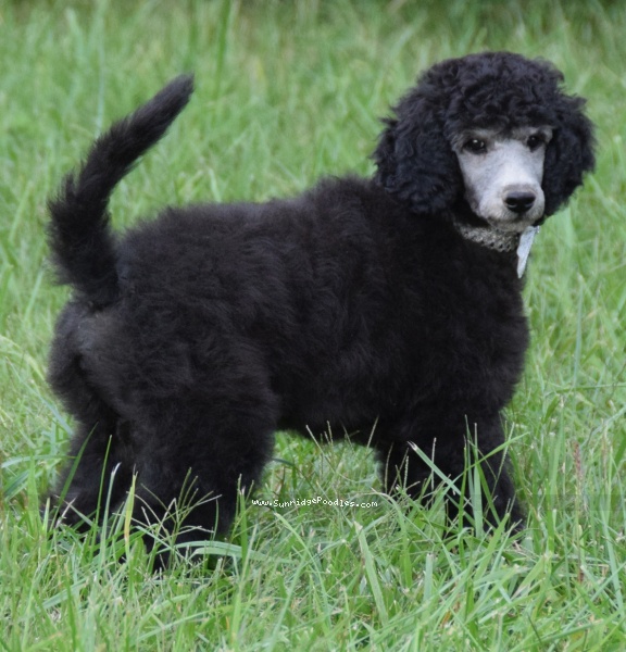 Picture of Maggie (Magnolia), a silver standard poodle puppy