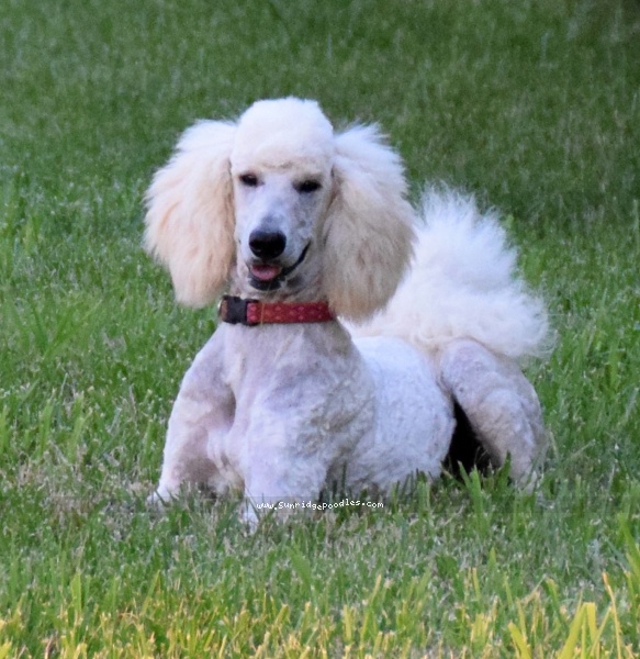 Photo of Peaches