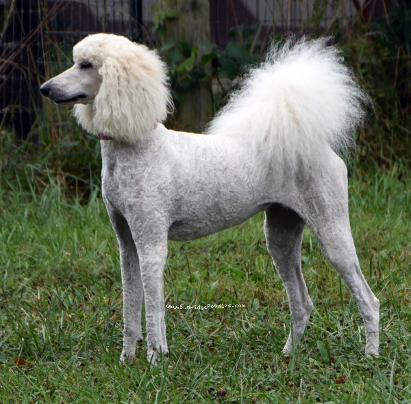 Photo of Peaches