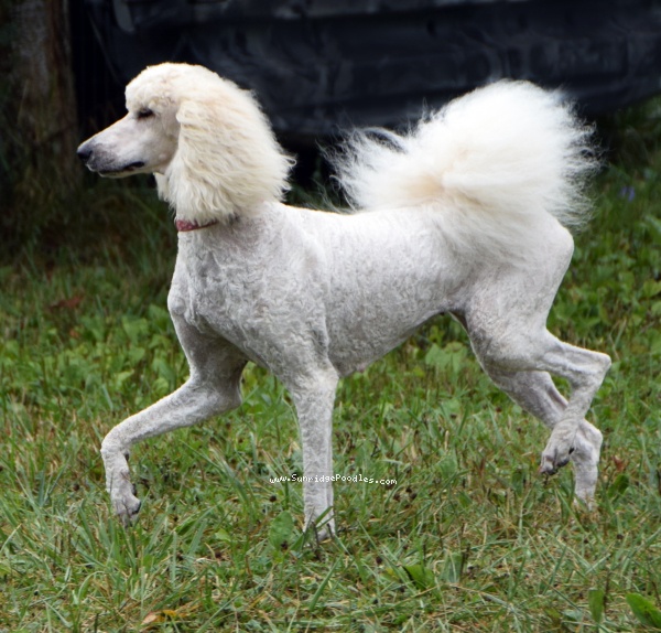 Photo of Peaches