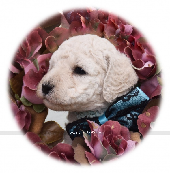 Photo of Ivy
