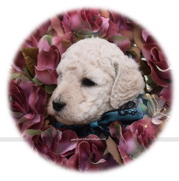 Photo of Ivy