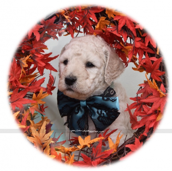 Photo of Ivy