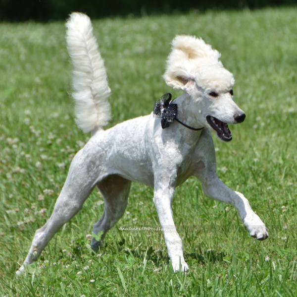 Photo of Dymond