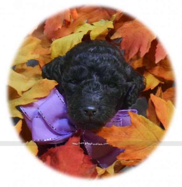 Photo of Precious