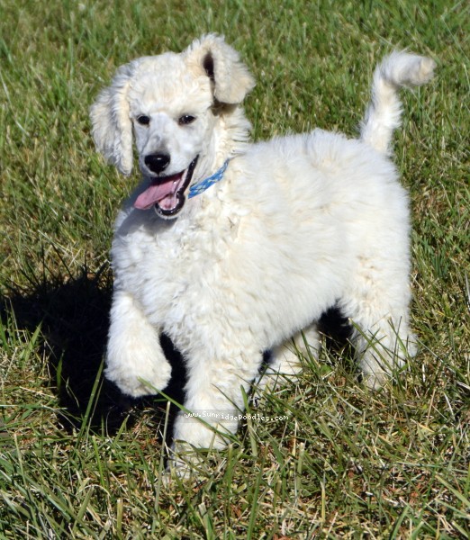 Photo of Ivy