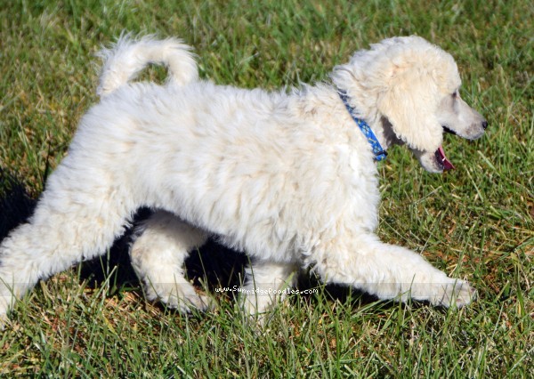 Photo of Ivy