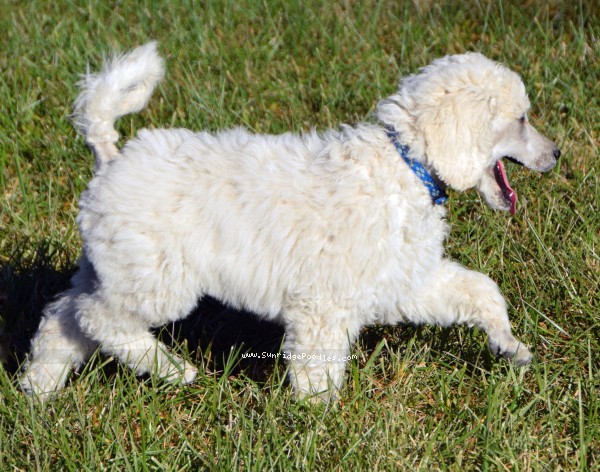Photo of Ivy