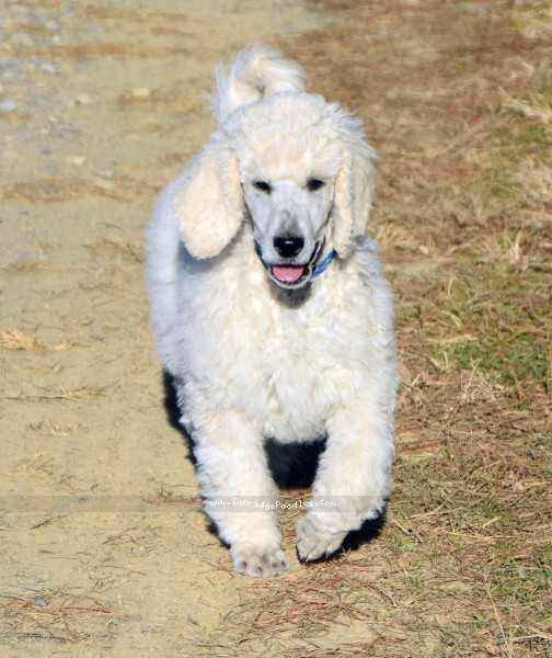 Photo of Ivy