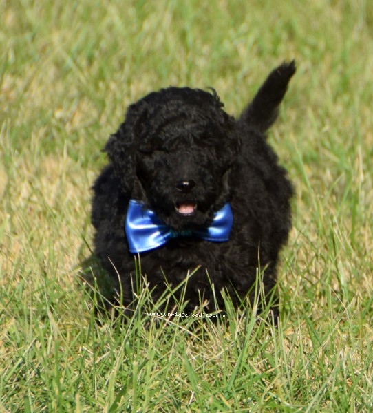 Photo of Winston