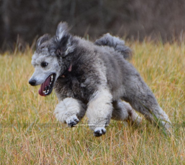 Photo of Violet