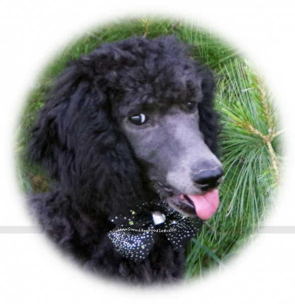 Photo of Bella