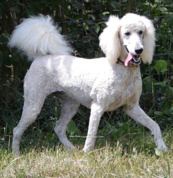 Photo of Ivy