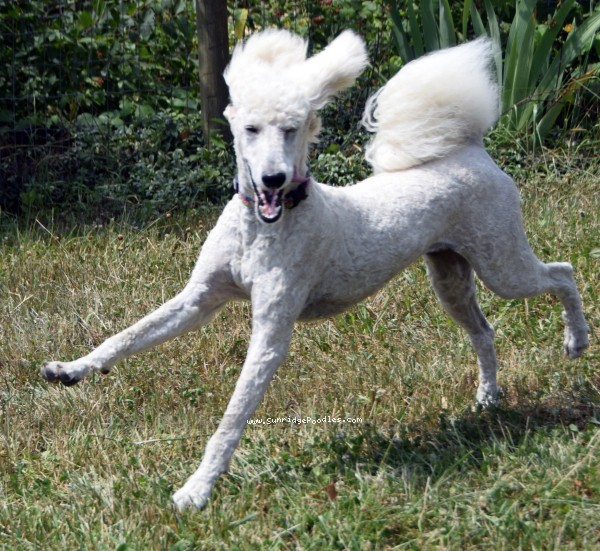 Photo of Ivy