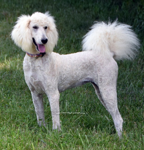 Photo of Ivy