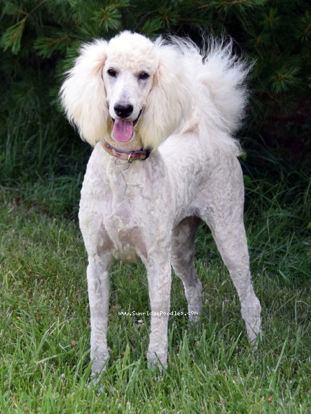 Photo of Ivy