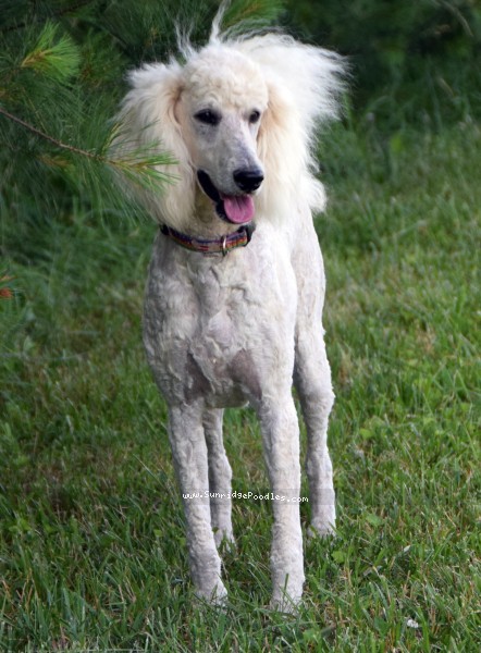 Photo of Ivy