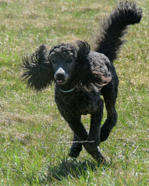 Photo of Bella